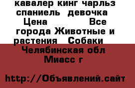  кавалер кинг чарльз спаниель -девочка › Цена ­ 45 000 - Все города Животные и растения » Собаки   . Челябинская обл.,Миасс г.